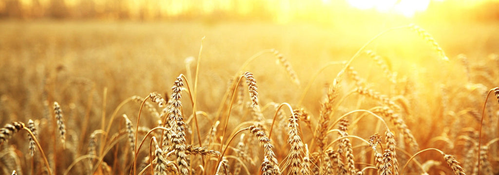 Researchers Working on Celiac-Safe Wheat