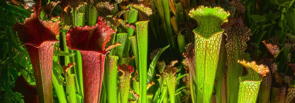 The Secret to Eating Gluten Could Be Hiding in Carnivorous Plants